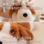 愛嬌たっぷりの表情とふわふわでなめらかなバセットハウンドの毛並みアップ